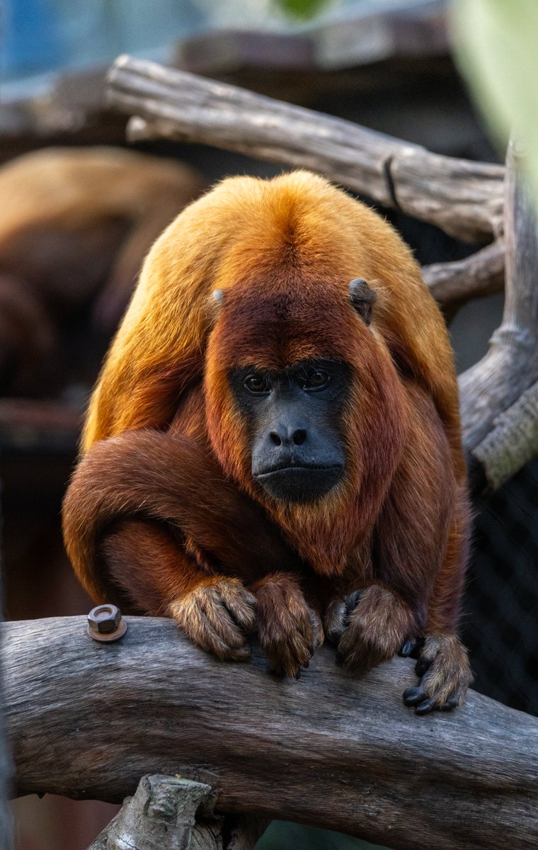_harmoid_'s tweet photo. 红山森林动物园
Hongshan Forest Zoo
紅山森林動物園
（2/2） https://t.co/jBYk1n2x5h