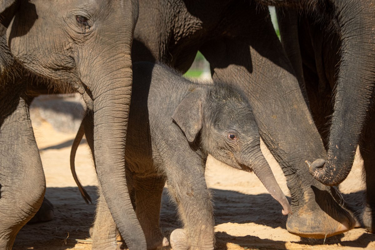 Oh, hi there Kirby! Members, don’t forget tomorrow, Dec. 7, is Member Morning and you get early access to the Zoo at 8am. Come see Kirby with our Asian elephant herd, and more.