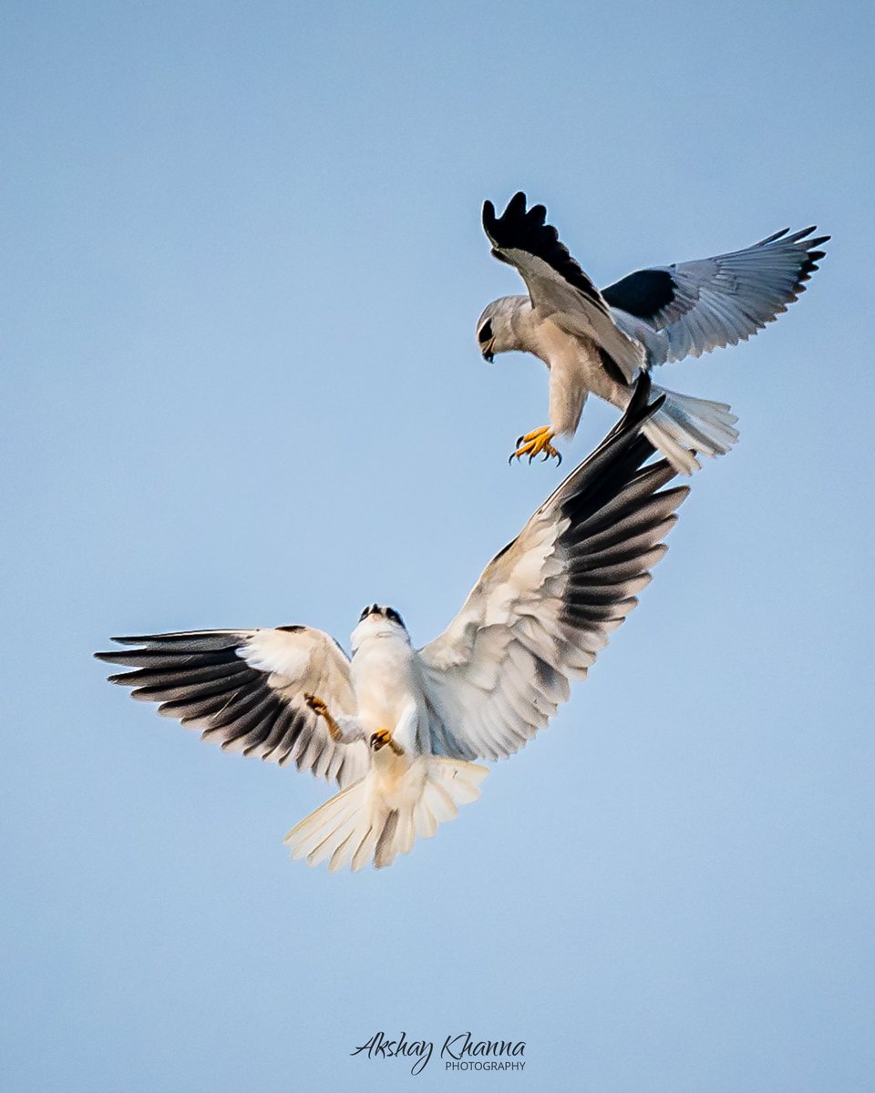 akshay_khanna's tweet photo. Talons poised, wings flaredโThe art of aerial combat, as told by Black-winged Kites.
#BirdsInAction #AerialBattle
๐Tal Chhapar, Rajasthan.
๐ท Nikon D7500 | Nikkor 200-500mm
#lensonwildlife #birds #nature #photography #nikon #ThePhotoHour #raptors #birdsofprey #birdsinflight https://t.co/aw7W0KIx2f
