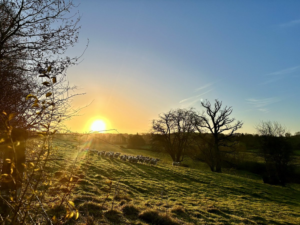 mickfitz99's tweet photo. Walking the Forest Way with a flock of followers 🐑 🐑 🐑@StormHour @GroombridgeLife #forestway #sheep #sunrise https://t.co/HDmPrIUzS9