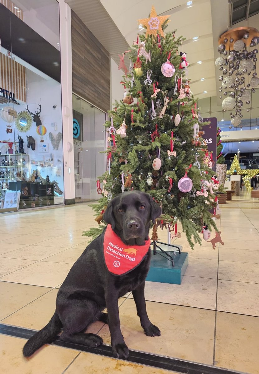 Medical Detection Dogs tweet media