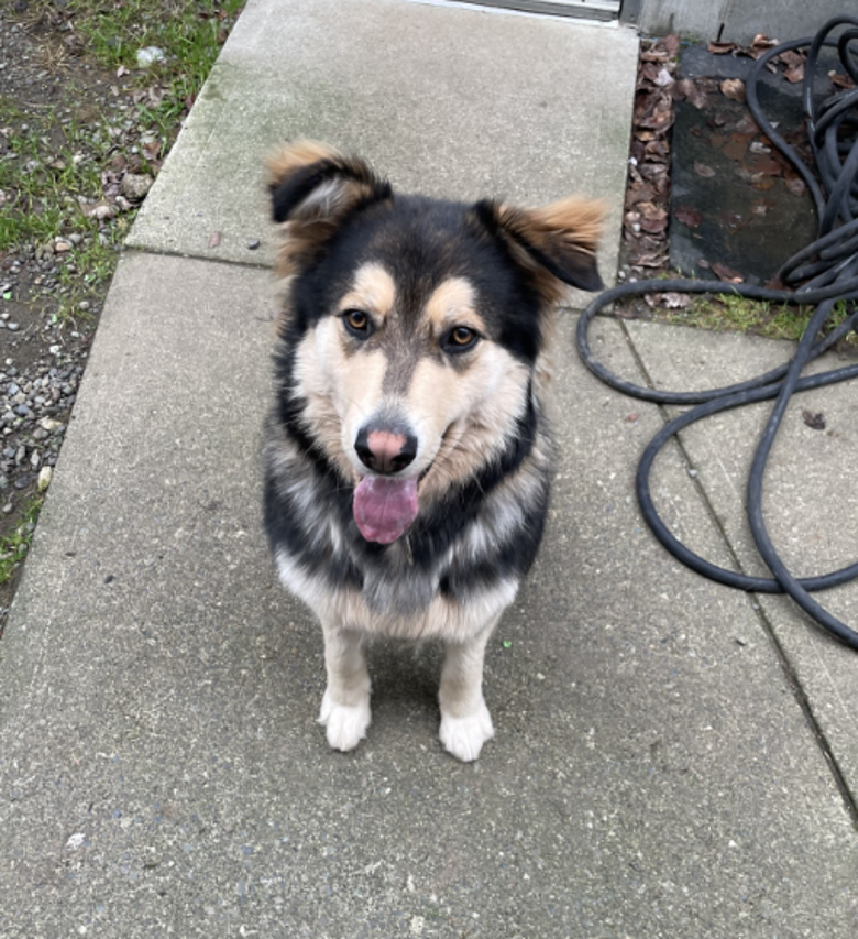 BC_SPCA's tweet image. 💙Majestic Merlin! At nearly a year old, this pup is full of fun, sassy pup energy and here to tell you all about it! He loves to be with his people, and will eagerly play tug and chase with you! 
🐾Learn more about him today: adopt.spca.bc.ca/pets/778440/
#ComoxBC