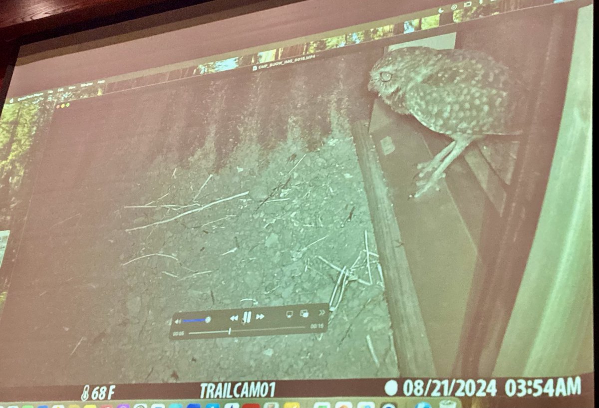 Mindblowing presentation last night by USFWS’s Kristin Salamack: temporary fencing deployed in SE Colorado during mating season successfully funneled tarantulas (&amp; occasional burrowing owls) into existing culverts. 

That’s right: it’s America’s first SPIDER WILDLIFE CROSSING. 🤯