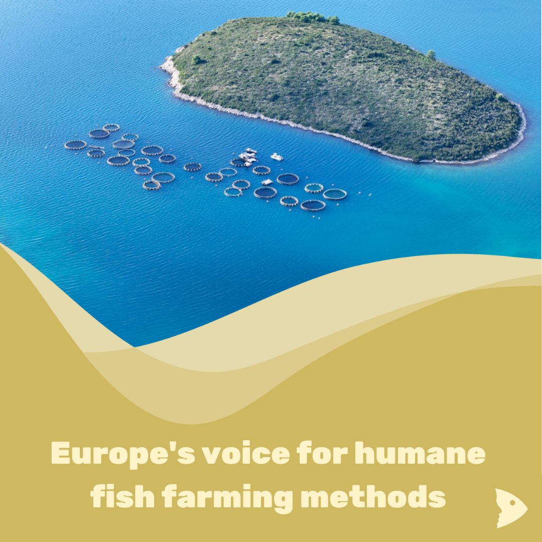 🐟💡 Over 80% of European consumers are in favor of humane slaughter methods for farmed fish! 

A survey shows: 83% support gentle stunning, 80% would pay more 💶.

More information here 👉 shorturl.at/VoGoE

📷: DeLuca G - Pexels