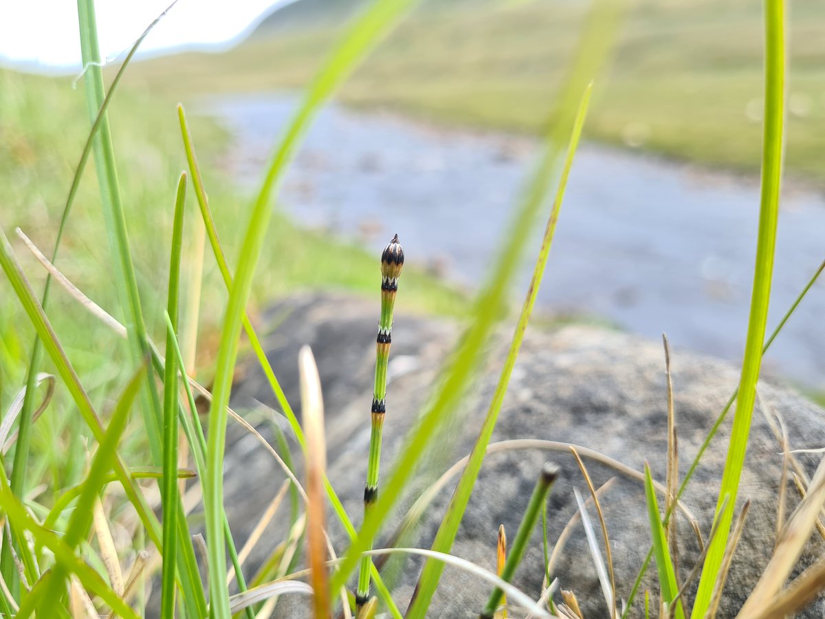 Our next <a href="/daera_ni/">DAERA</a> funded Northern Ireland Botanical Skills Project webinar is on Tuesday 10th December:

'An Introduction to the Horsetails of Fermanagh, Ireland, and the UK'

Horsetails are weird looking and simply awesome, so grab a ticket now:
tickettailor.com/events/botanic…