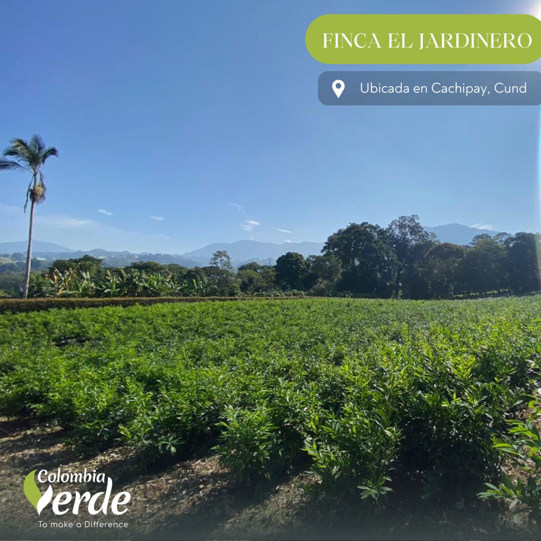 ColombiaVerde_1's tweet photo. FINCA EL JARDINERO
#ruscus #cocculus #EucaliptoBaby #treefern #foliage #follaje #foliageofcolombia #flowersofcolombia #colombiaverde #israeliruscus https://t.co/6zX3eUVhB6