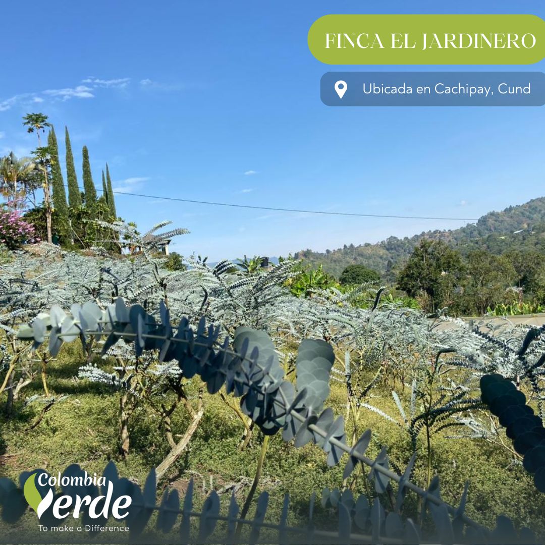 ColombiaVerde_1's tweet photo. FINCA EL JARDINERO
#ruscus #cocculus #EucaliptoBaby #treefern #foliage #follaje #foliageofcolombia #flowersofcolombia #colombiaverde #israeliruscus https://t.co/6zX3eUVhB6