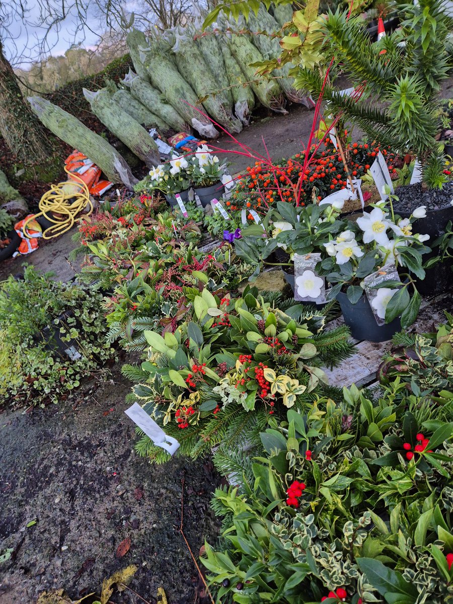 Christmas trees&amp;wreaths <a href="/Weekendgardence/">John Hosford</a>