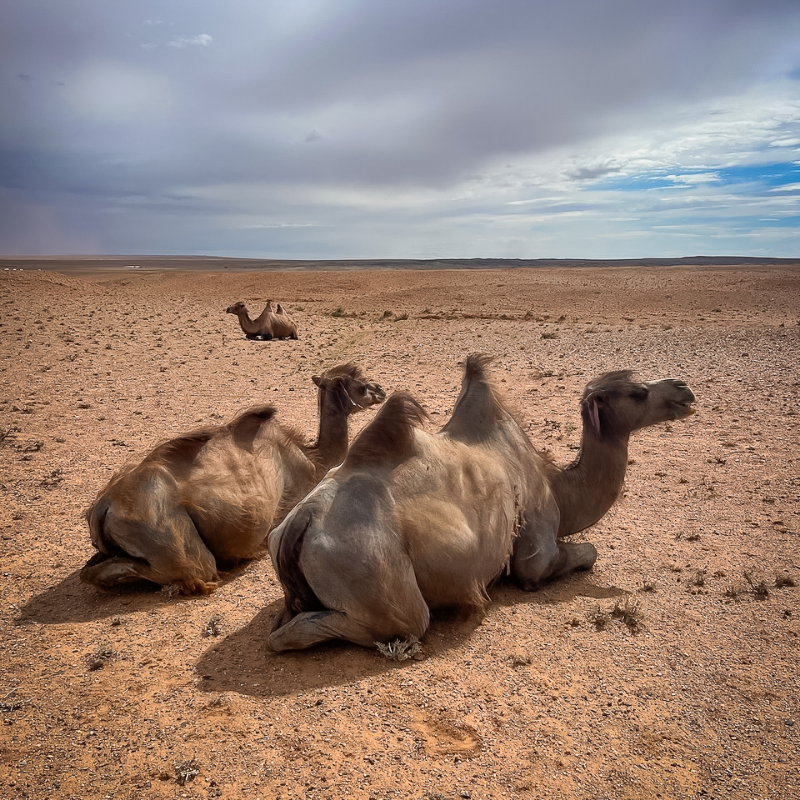 Beautiful #Mongolia in pictures 😍🌍⁠🇲🇳⁠
1. ⁠View from Manzushir #Monastery⁠
2. ⁠#Yurt near #Terkhiin Tsagaan Lake⁠
3. #⁠Camels near the #WhiteStupa⁠
⁠
polarsteps.com/AdrianSameli/1…
⁠
#asabbatical #sabbatical #wheretotravel #ulaanbaatar #mongoliatravel #mongoliatourism