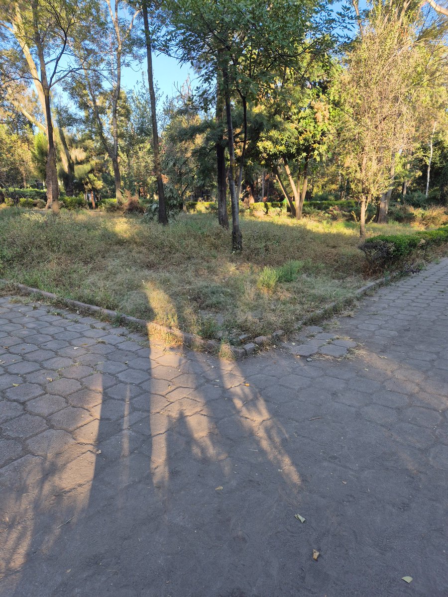 Denuncio_queja's tweet photo. @mauriciotabe @luisag_urena @PAN_CDMX el Parque Lira donde está la @AlcaldiaMHmx está ABANDONADO, ESTA HECHO UN ASCO y @OlaMHmx solo arregla por donde ve la suegra y así le hacen creer a la gente que está bien cuidado y es una vil MENTIRA https://t.co/EN4Y07M0u1