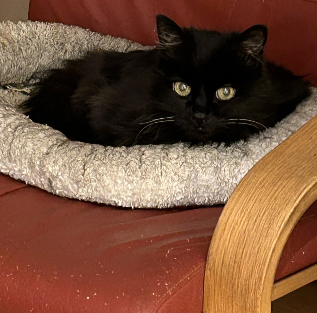 Thérèse Patterson tweet media