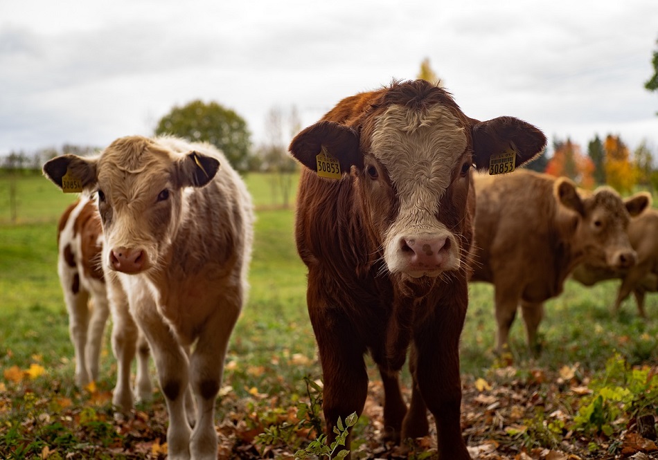 LivestockVoice's tweet photo. With 2 years since the #DublinDeclaration of Scientists on the Societal Role of Livestock - now signed by more than 1,200 scientists worldwide - the need to give voice to those working for a balanced view on animal agriculture is more urgent than ever:
https://t.co/IKRKZAbfwD https://t.co/6io6MchzpF