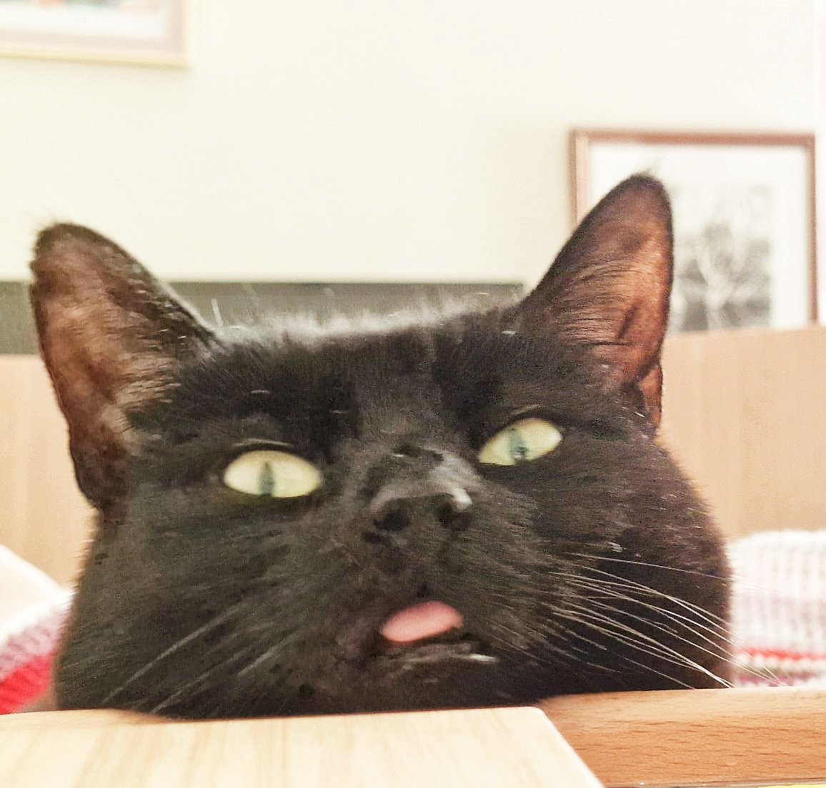 Here's my cat. I'm slowly moving active participation to the blue... Search me in that space. Be great to have you there. Meanwhile, a revelation. No publisher has taken on my novels. Yes. Novels. Open to offers. Not exactly a beginner. 
#writerlife #tired #disability #BlackCat