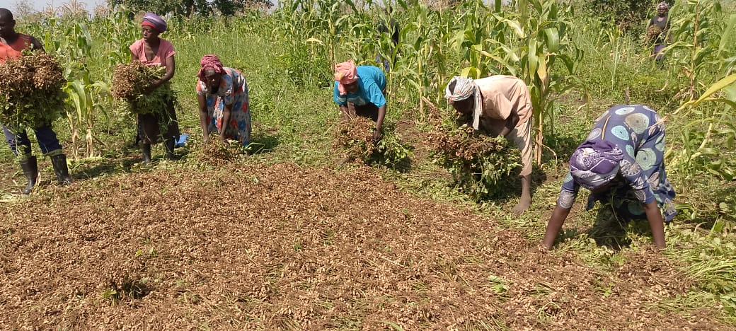 MissionUgandaX's tweet photo. Today the women group undertaking Food security and sovereignty intervention in  Nwoya District, Alero subcounty started harvesting their indigenous groundnuts yields. Thanks to Civfund for supporting Community Led driven intervention. @CivFund_ ,@GWEDGUga https://t.co/BcplO5woQD