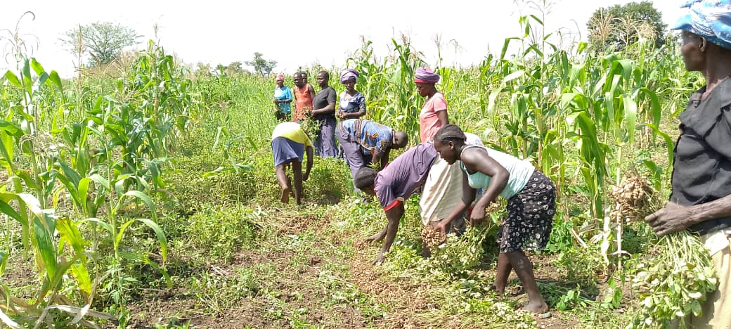 MissionUgandaX's tweet photo. Today the women group undertaking Food security and sovereignty intervention in  Nwoya District, Alero subcounty started harvesting their indigenous groundnuts yields. Thanks to Civfund for supporting Community Led driven intervention. @CivFund_ ,@GWEDGUga https://t.co/BcplO5woQD