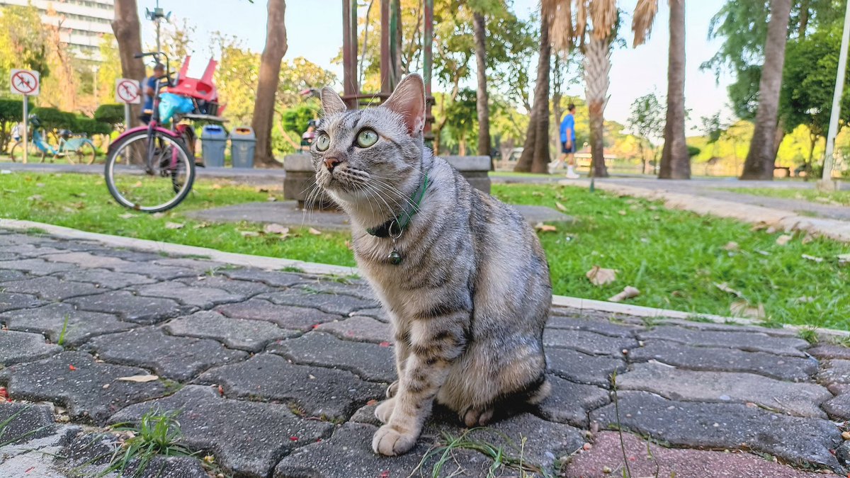 FR1EDSHRMP's tweet image. เอาน้องเหมียว และถิ่นที่อยู่ตามธรรมชาติ มาฝากครับ 🐱 #MaprangAstray