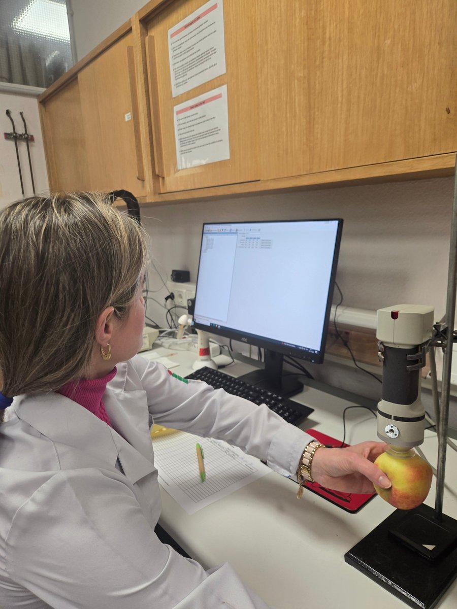 Nacherntephysi1's tweet photo. ๐ Exciting research at #KOB!
Promising early results highlight the potential for innovation in postharvest science! ๐๐ฌ
#Research #Collaboration #PostharvestScience https://t.co/sJvH9ikMjM