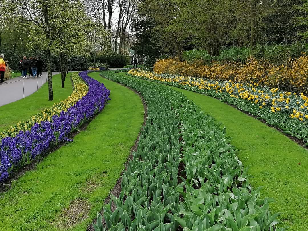 skymanuelima's tweet photo. De acordo com a página oficial do parque Keukenhof, sete milhões de bolbos de flores são plantados anualmente neste parque dos Países Baixos. #Keukenhof #Parque #PaísesBaixos #Tulipas #jardim #flores #travelphotography #viagens #FotógrafoAmador https://t.co/VNj7xe0U2j