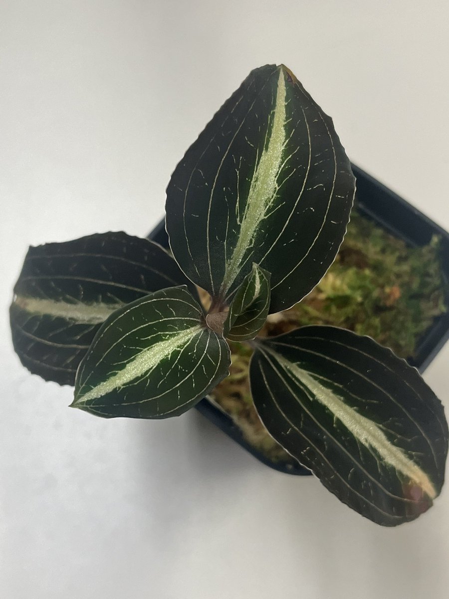 Tetsuya_fuku's tweet photo. Anoectochilus siamensis
のラベルで入手しました。
一度ジリ貧になり、枯らすかと危ぶまれましたが復活しました。
葉色も濃い緑色で、美しいです。
#アネクトキルス
#anoectochilus
#ジュエルオーキッド
#jewelorchid https://t.co/En3Dn467Vu