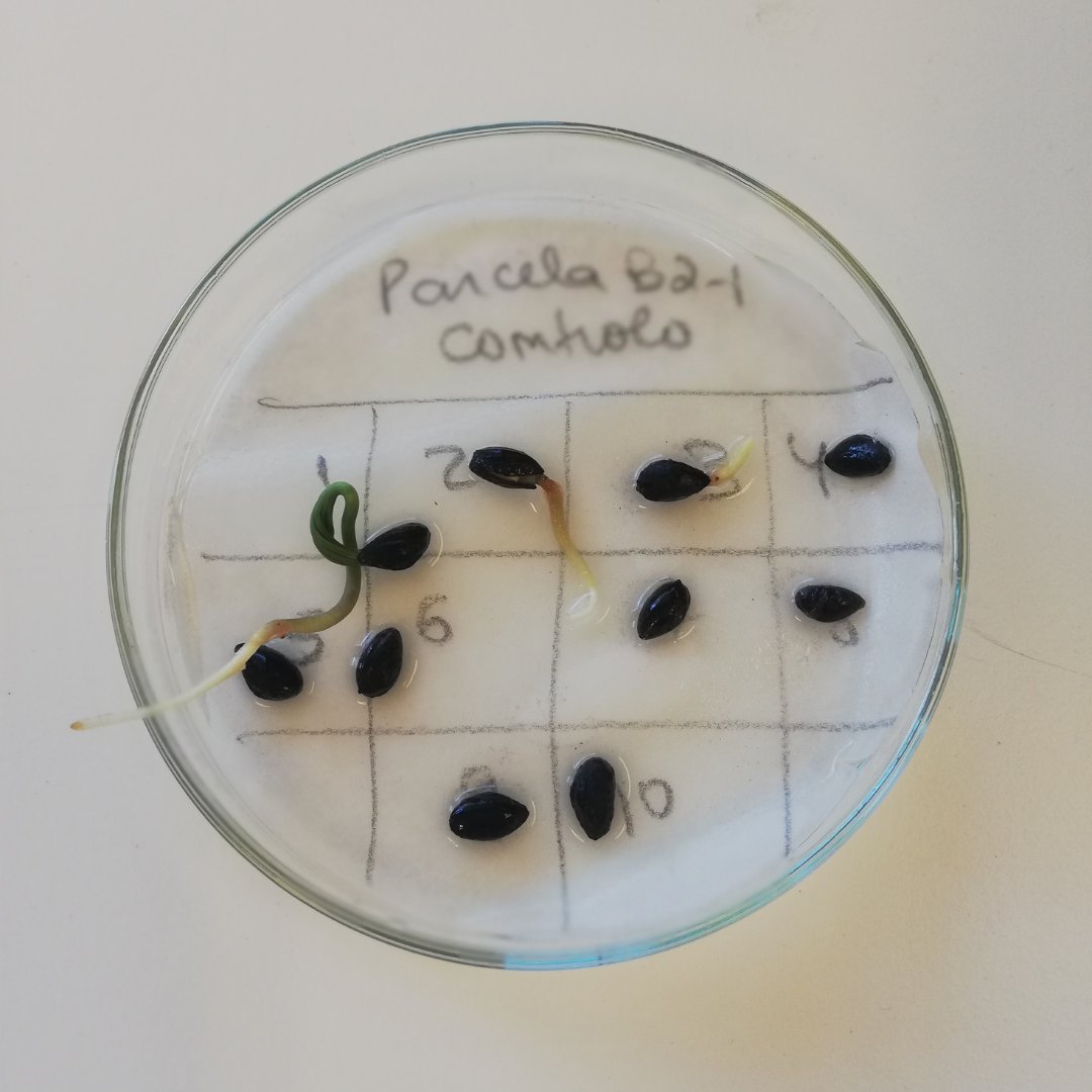 CEF - Centro de Estudos Florestais tweet media