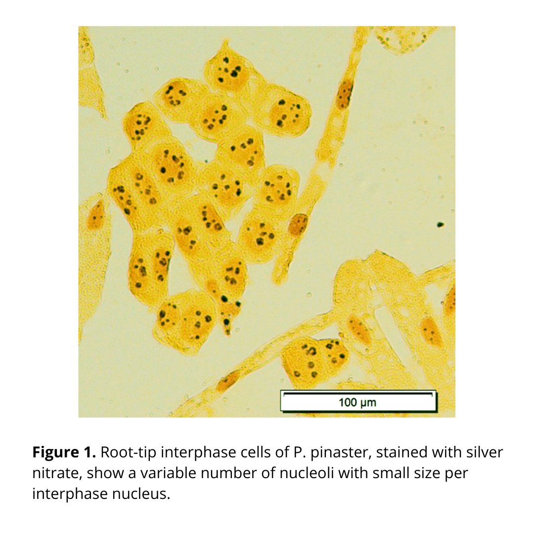 CEF - Centro de Estudos Florestais tweet media