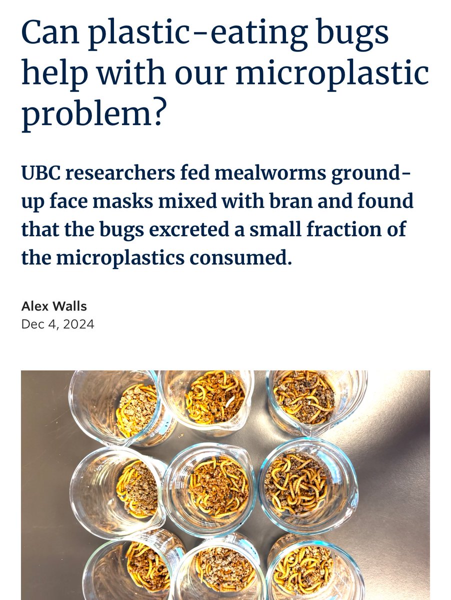 erwinloh's tweet image. Researchers fed #mealworms ground-up #facemasks mixed with bran and found that the #bugs excreted a small fraction of the #microplastics consumed. After 30 days, the research team found the mealworms ate about half the microplastics available, about 150 particles per insect, and