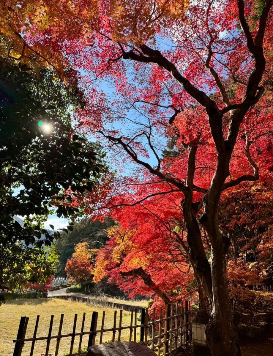 JoshLansky's tweet photo. 🍁また1年の紅葉の季節がやってきました！自然の色彩が一斉に美しさを競い合うこの時期、心も豊かになりますね🍂✨

 #紅葉 #秋の風景 #自然の美 https://t.co/pkrCdw8wmt