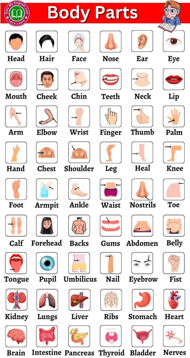 knowiiiedge's tweet photo. Body parts https://t.co/4cQfQJAxKj
