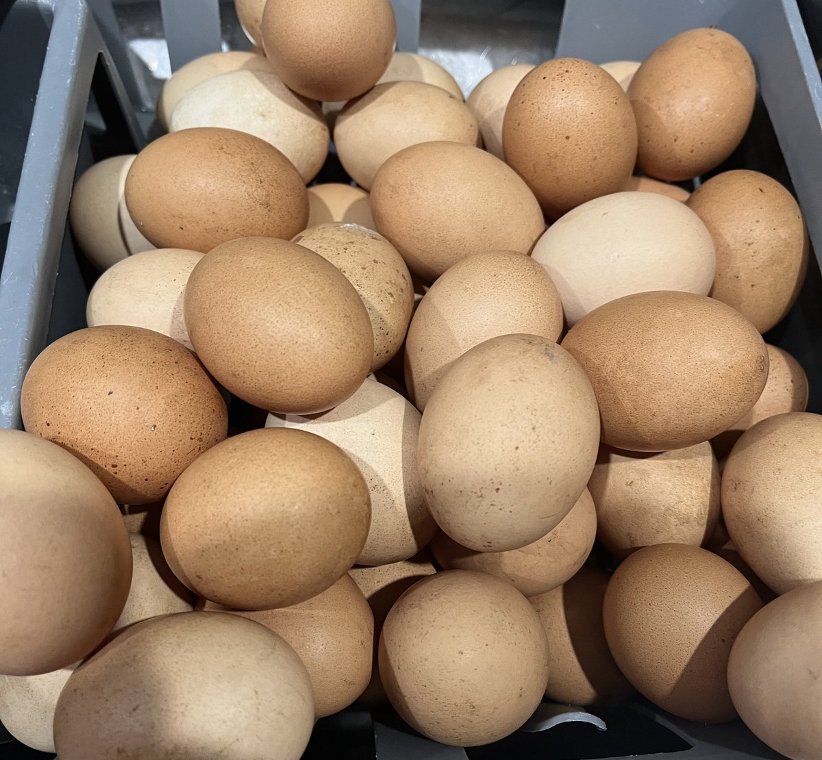 I heard some local supermarkets have been having occasional food shortages due to strikes and mismanagement. 😂 
#Eggs #Simple #Fresh #Abundance #easy #self-sufficient