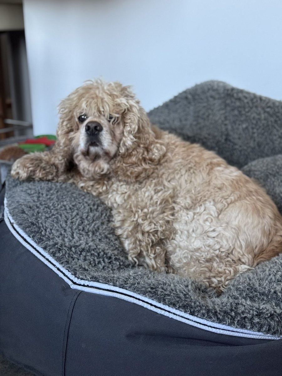 SpanielsSuper's tweet photo. Mum’s moved the big bed from the sitting room to make room for the Christmas tree, it’s in the kitchen now & I love it here #PermanentMove 🤞🤞 https://t.co/ohhvOqrdW1