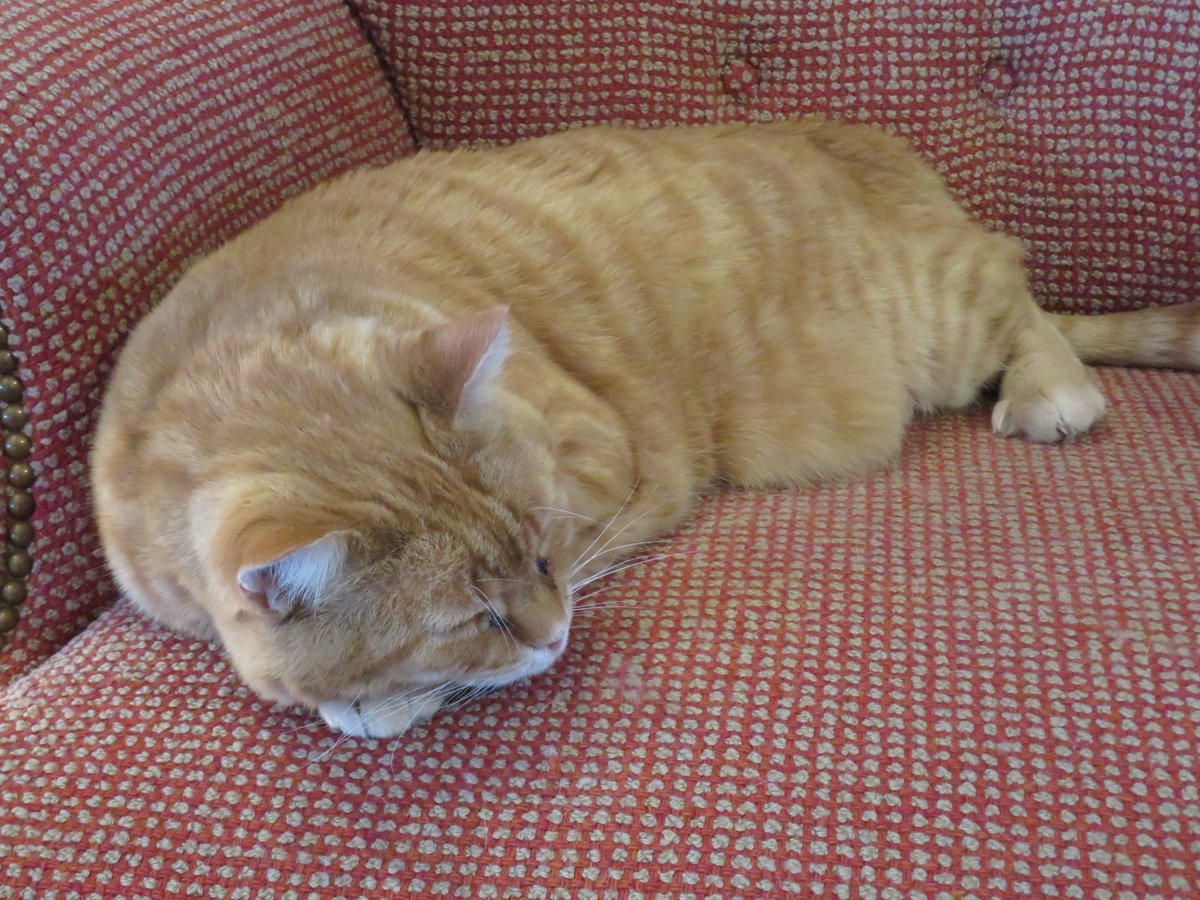 "A cat is an angel that poops in a box." ~ #unknown #thinkingoutloud #quickquotes #FridayFeeling #cat #angel #poops