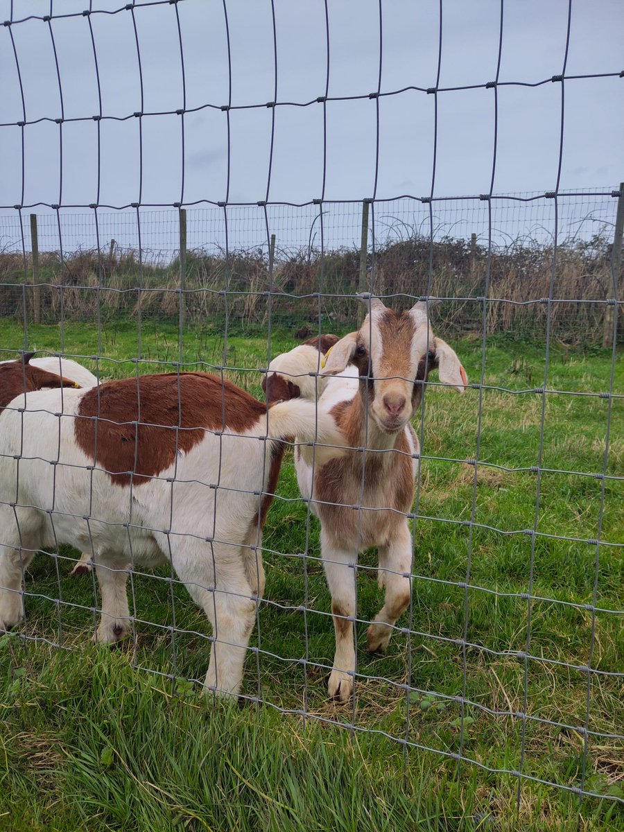 Food Vale | Bwyd Y Fro tweet media