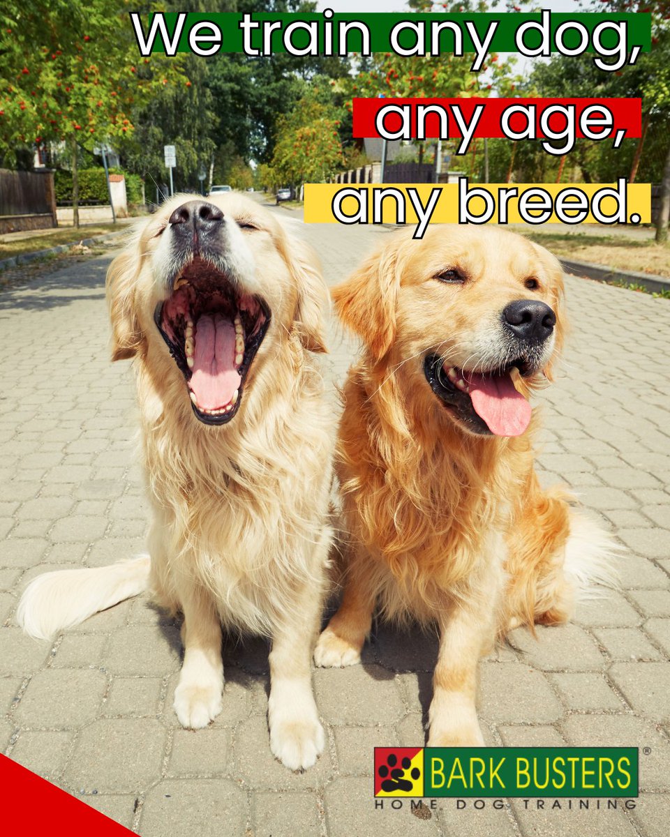 barkbusterla's tweet image. 🐶🚀 Unleash your dog’s potential with training that combines fun and results. Create memories while building great habits 🐾✨ #HappyPup #TrainingWithLove #BarkBustersLA