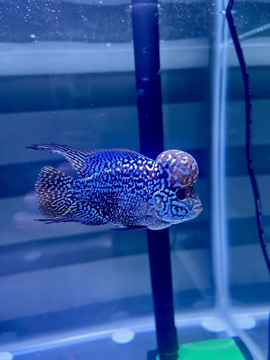 ABRS29's tweet photo. #flowerhorn 🐠 https://t.co/FAvzeP1NAJ