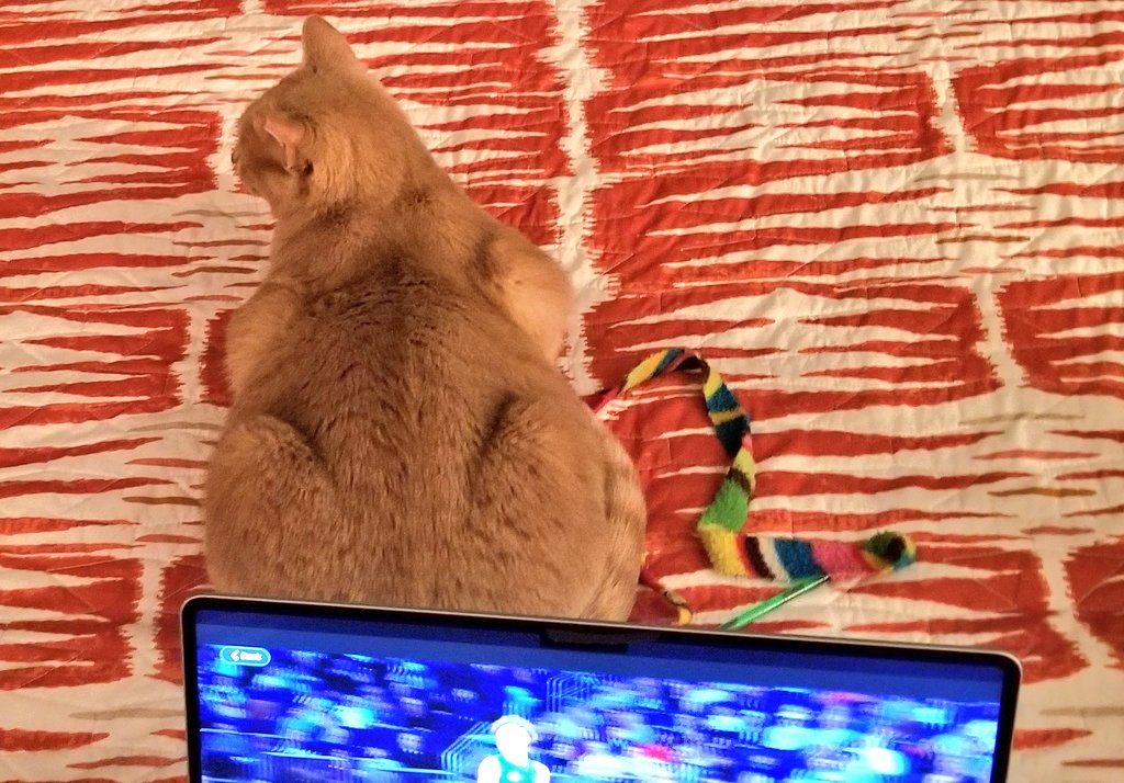 kittykate852065's tweet photo. Cats in bed: Creamsicle 2 now willing to just lounge; before he would only stand to be petted. 🥂 Watching Ben Shelton and Carlos Alcaraz play a fun match at Madison Square Garden. https://t.co/XGpavA1NKk