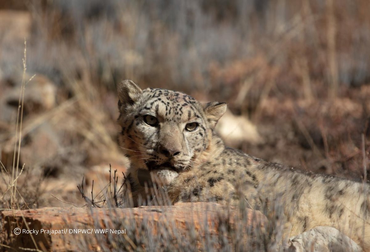 WWFNepal's tweet photo. Enjoying basking in the warm winter sun this weekend! https://t.co/8GpC0p9W99