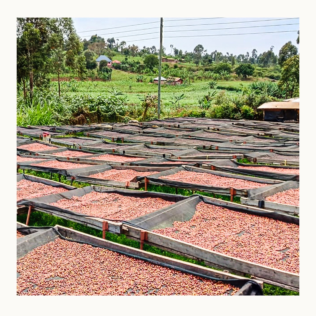 CarvetiiCoffee's tweet image. Our final Roaster's Choice of 2024 is on its way! Tarime is a natural process coffee with sweet, fruity notes of orange and peach both featuring alongside caramel.

To subscribe head over to our website:
carvetiicoffee.co.uk/products/month…

#roasterschoice #coffee #coffeeroasting