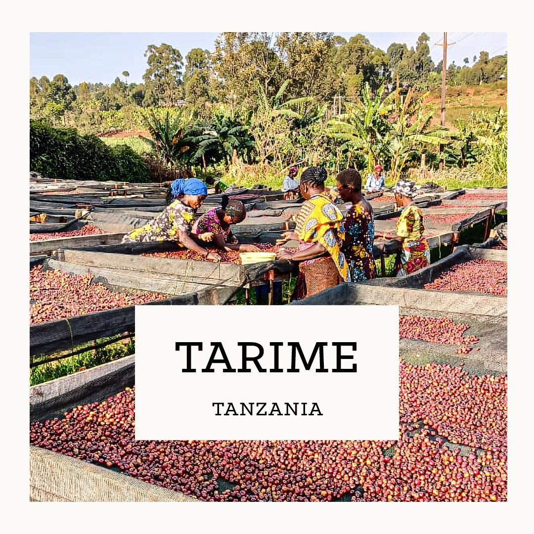 CarvetiiCoffee's tweet image. Our final Roaster's Choice of 2024 is on its way! Tarime is a natural process coffee with sweet, fruity notes of orange and peach both featuring alongside caramel.

To subscribe head over to our website:
carvetiicoffee.co.uk/products/month…

#roasterschoice #coffee #coffeeroasting