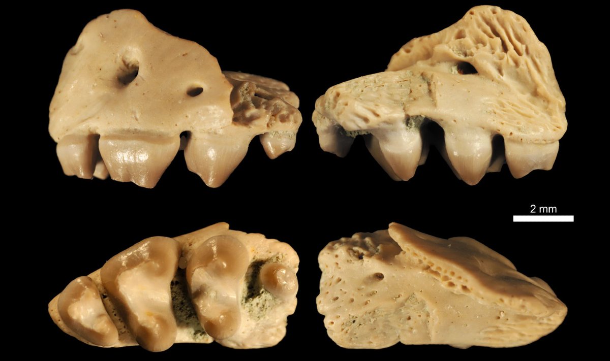 UniBirmingham News (@news_ub) on Twitter photo 📰 | Scientists have described a new species of procolophonid reptile, found at Cromhall Quarry, which is notable for its unusual teeth.
birmingham.ac.uk/news/2024/anci…
<a href="/LES_UniBham/">College of Life and Environmental Sciences</a>
<a href="/unibirmingham/">Uni of Birmingham</a> 📰 | Scientists have described a new species of procolophonid reptile, found at Cromhall Quarry, which is notable for its unusual teeth.
birmingham.ac.uk/news/2024/anci…
<a href="/LES_UniBham/">College of Life and Environmental Sciences</a>
<a href="/unibirmingham/">Uni of Birmingham</a>