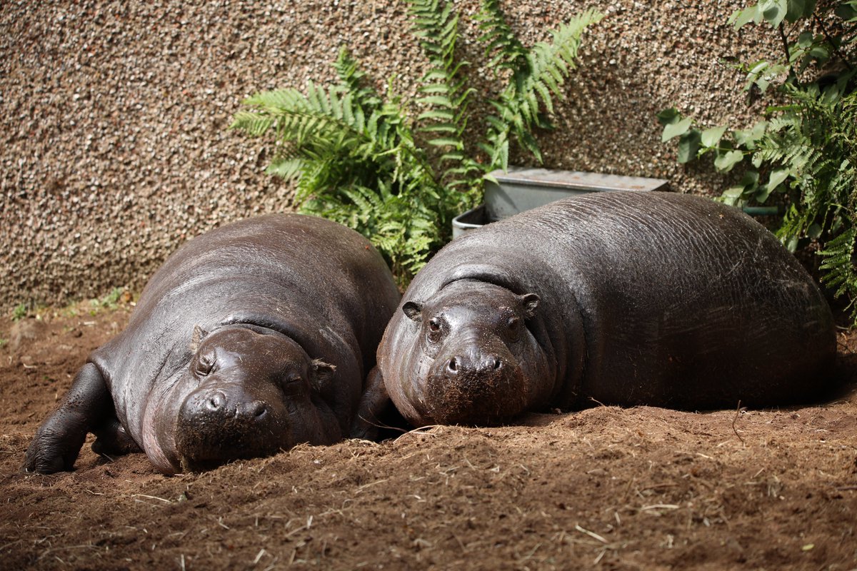 We're celebrating the arrival of the ✨iconic✨ baby Haggis as well as her parents Otto and Gloria's birthdays by offering YOU a discount in our online shop!

Simply enter the code HAGGIS15 at checkout to get 15% off PLUS you'll be entered into a prize draw to win some exclusive