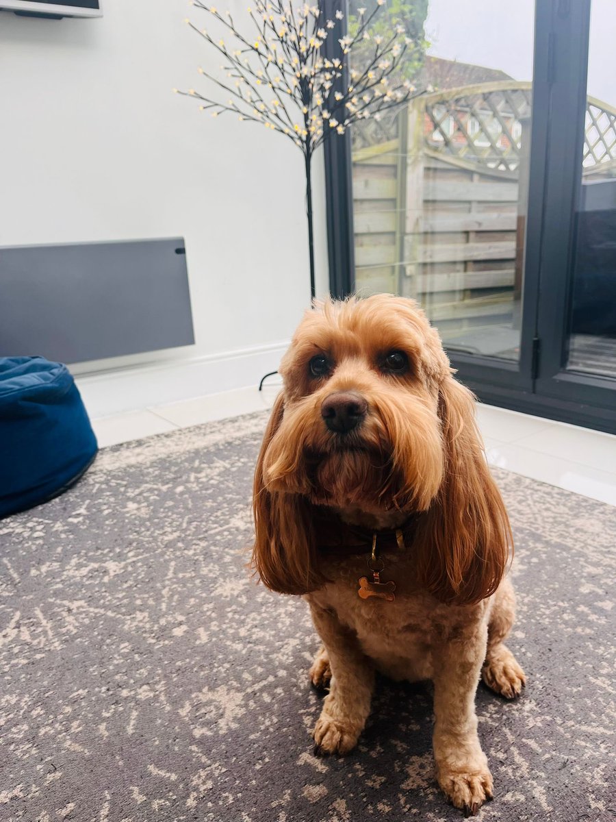 CockapooJuno's tweet image. Happy Friday Furpals. I’ve just been for my Christmas trim. Hoomum says a look lovely 🥰 🎄 🎅🏻 💈 #Christmas2024 #FridayVibes #cockapoo
