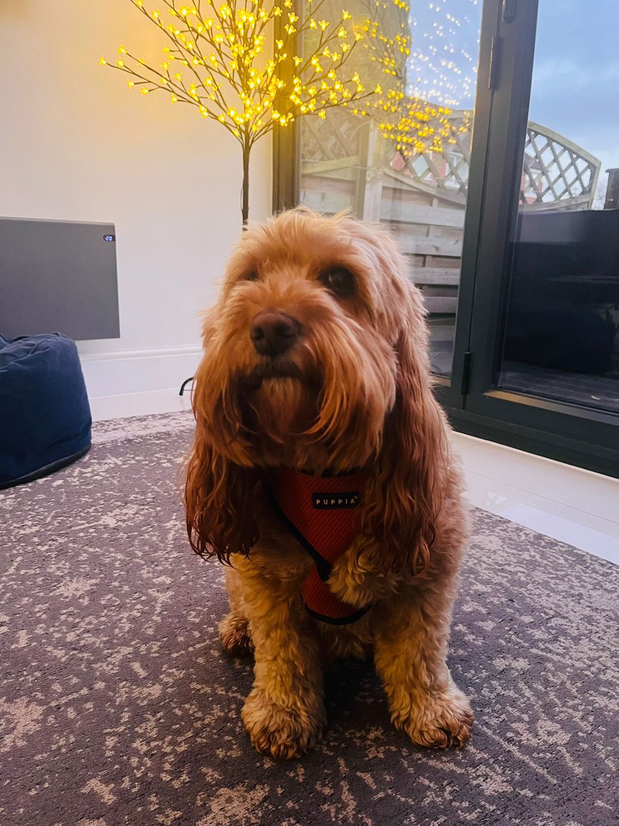 CockapooJuno's tweet image. Happy Friday Furpals. I’ve just been for my Christmas trim. Hoomum says a look lovely 🥰 🎄 🎅🏻 💈 #Christmas2024 #FridayVibes #cockapoo