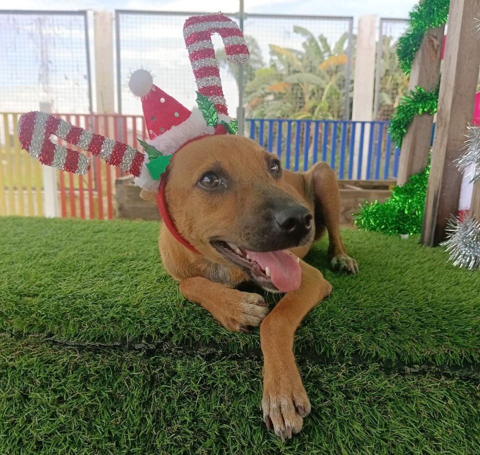 IWCTUK's tweet photo. On The Blog...
How You Can Help IWCT At Christmas.
There is something for everyone, wherever you are in the world.
Read it here: https://t.co/cLTMlug4oR https://t.co/vWZqeDjrba