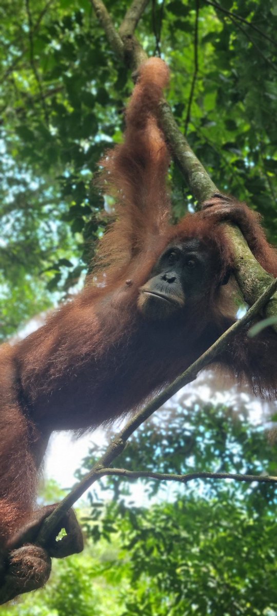 SteveMovesAbout's tweet photo. Incredible jungle trek in Bukit Lawang today - lucky enough to have some close encounters with Orangutans... wow! 🦧❤️

#indonesia #Sumatra https://t.co/uGjybviGMF