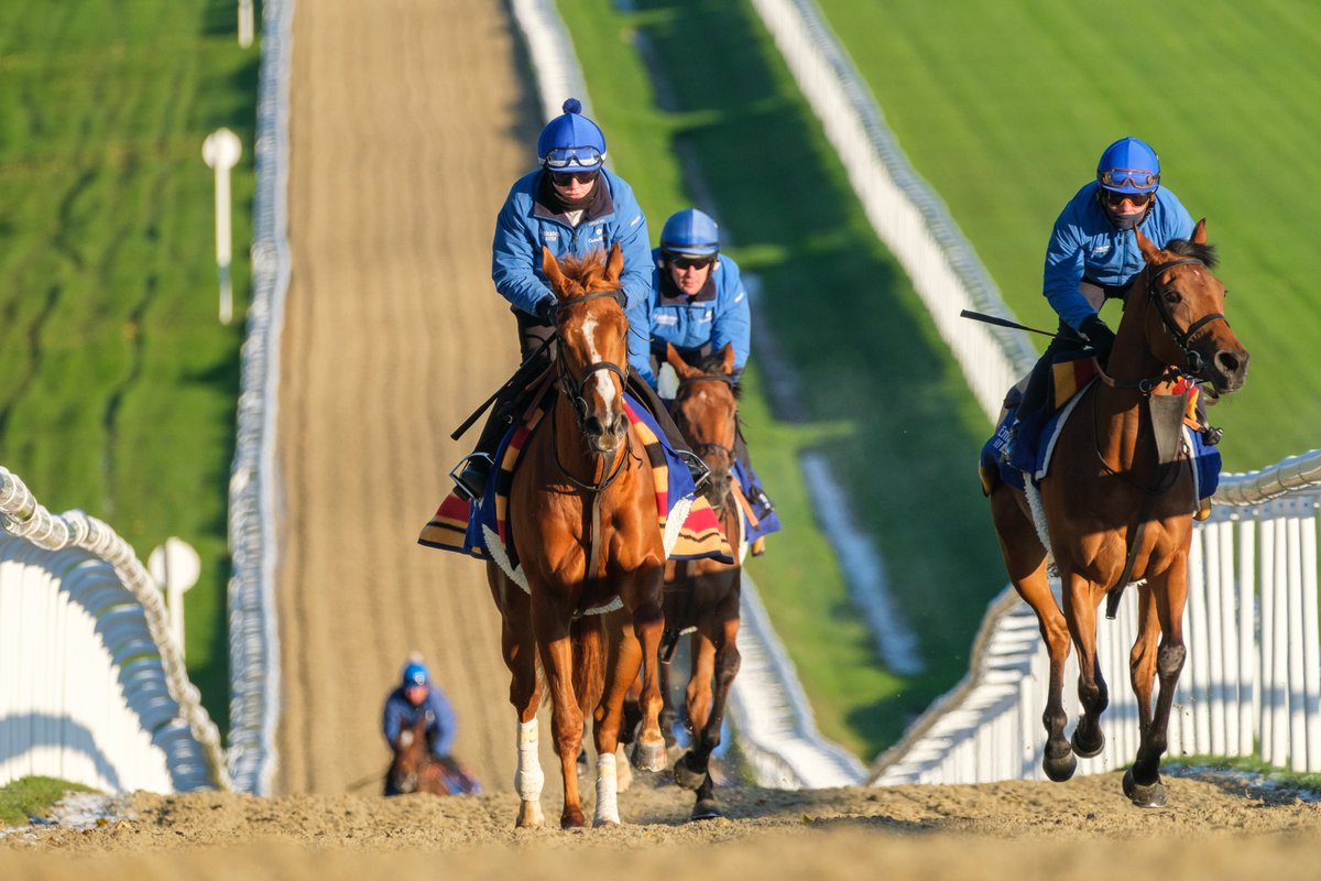 🇬🇧 Morning work for the Moulton Paddocks team!💪🐴