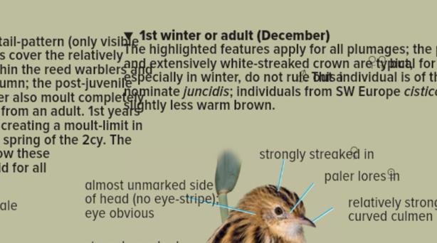 Ian Andrews (@ijandrews1) on Twitter photo Has anyone else bought the App version of the new van Duivendijk ID Handbook and having trouble with an enlarged font that is overprinting? Makes the app unusable. <a href="/PrincetonNature/">Princeton Nature</a> have not manged to resolve it yet. <a href="/MarcGuyt/">Marc Guyt</a> <a href="/AgamiPhoto/">Agami Photo Agency</a> <a href="/BirdGuides/">BirdGuides</a> <a href="/RareBirdAlertUK/">RareBirdAlertUK</a> Has anyone else bought the App version of the new van Duivendijk ID Handbook and having trouble with an enlarged font that is overprinting? Makes the app unusable. <a href="/PrincetonNature/">Princeton Nature</a> have not manged to resolve it yet. <a href="/MarcGuyt/">Marc Guyt</a> <a href="/AgamiPhoto/">Agami Photo Agency</a> <a href="/BirdGuides/">BirdGuides</a> <a href="/RareBirdAlertUK/">RareBirdAlertUK</a>