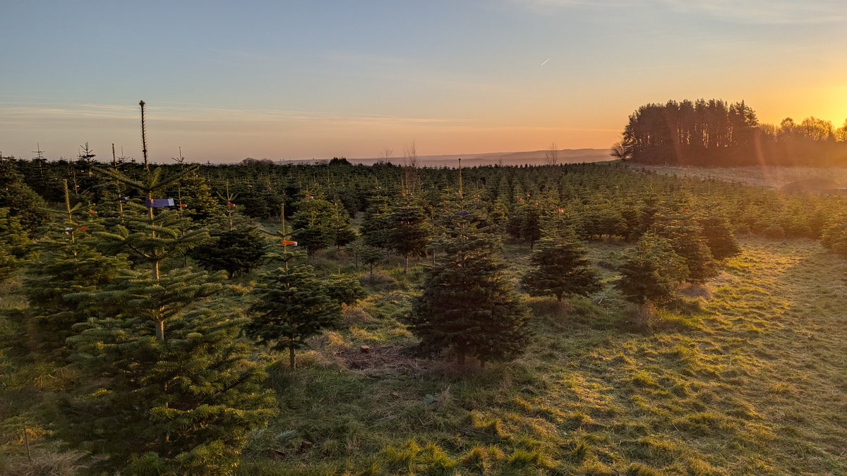 @GrowMeTrees tweet media