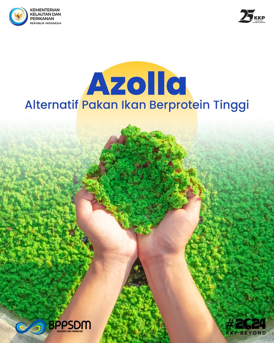bppsdm_puslatkp's tweet photo. #MinaMania, kenalan yuk dengan azolla, pakan alami ikan yang kaya protein dan bisa jadi alternatif pakan komersial! 🐟

@kkpgoid @bppsdm_kp #PelatihanKP https://t.co/OkrAQr8CCP