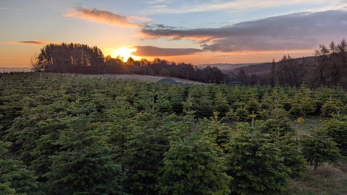 @GrowMeTrees tweet media