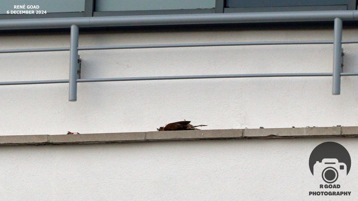 Poole Peregrines tweet media